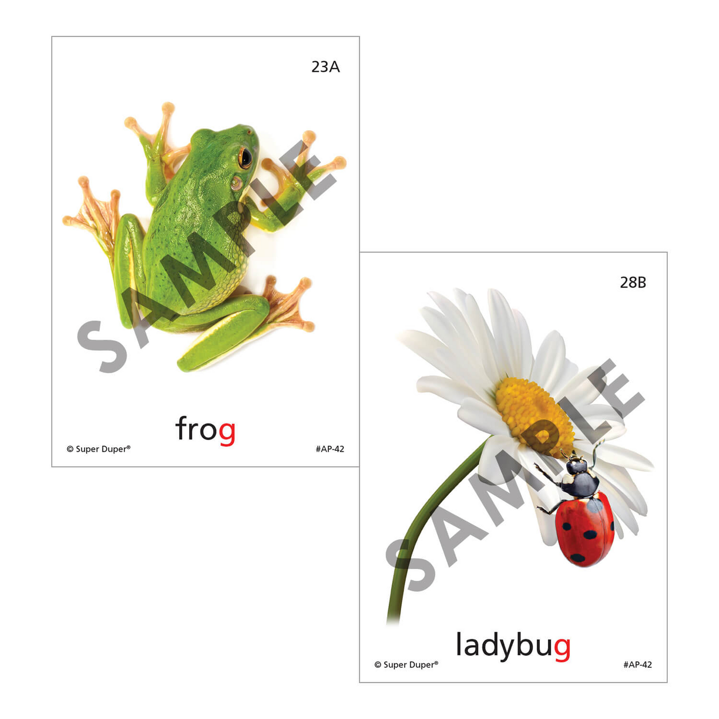 Artic Photos Fun Decks - Bundle 2