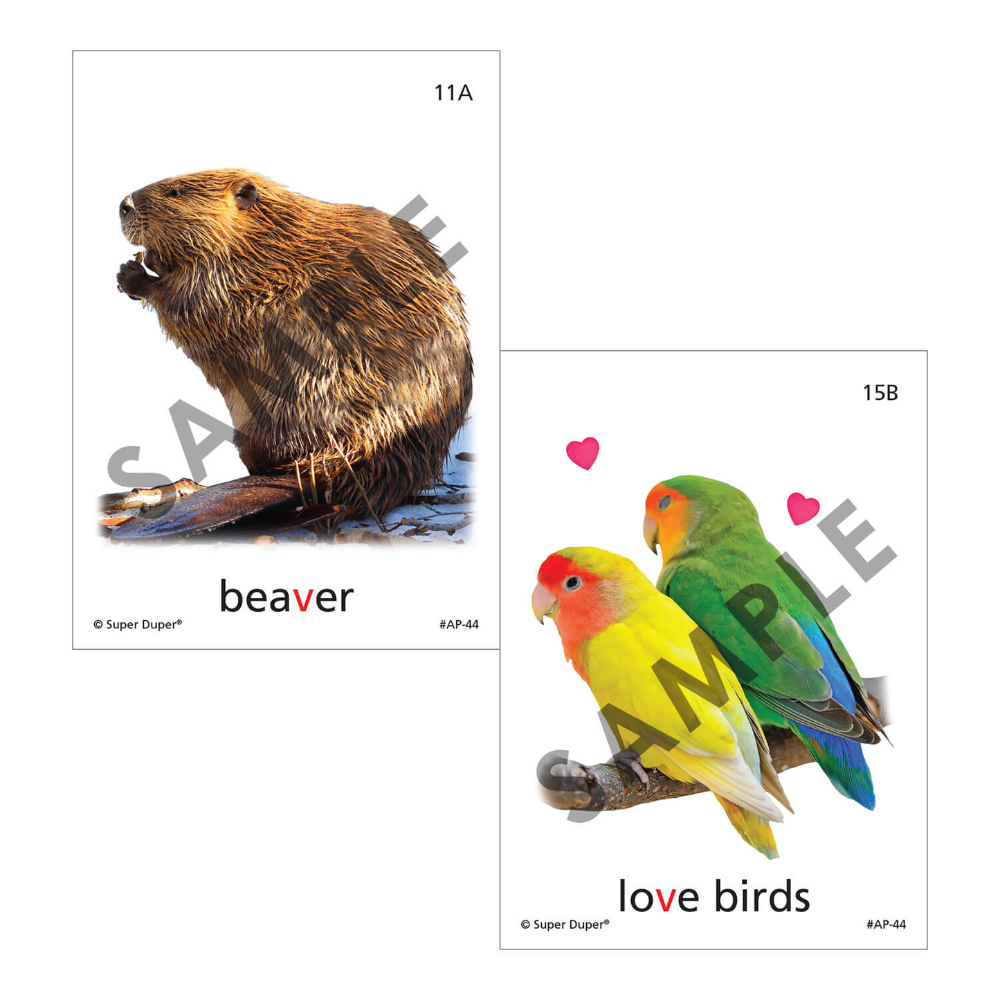 Artic Photos Fun Decks - Bundle 2