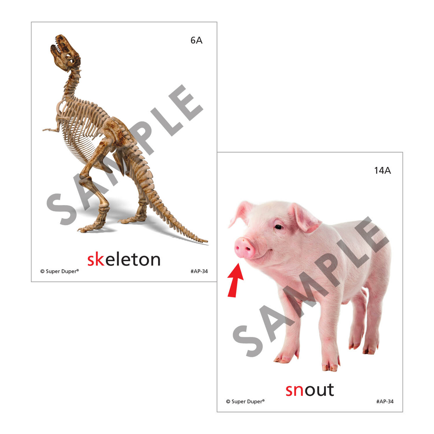 Artic Photos Fun Decks - Bundle 1