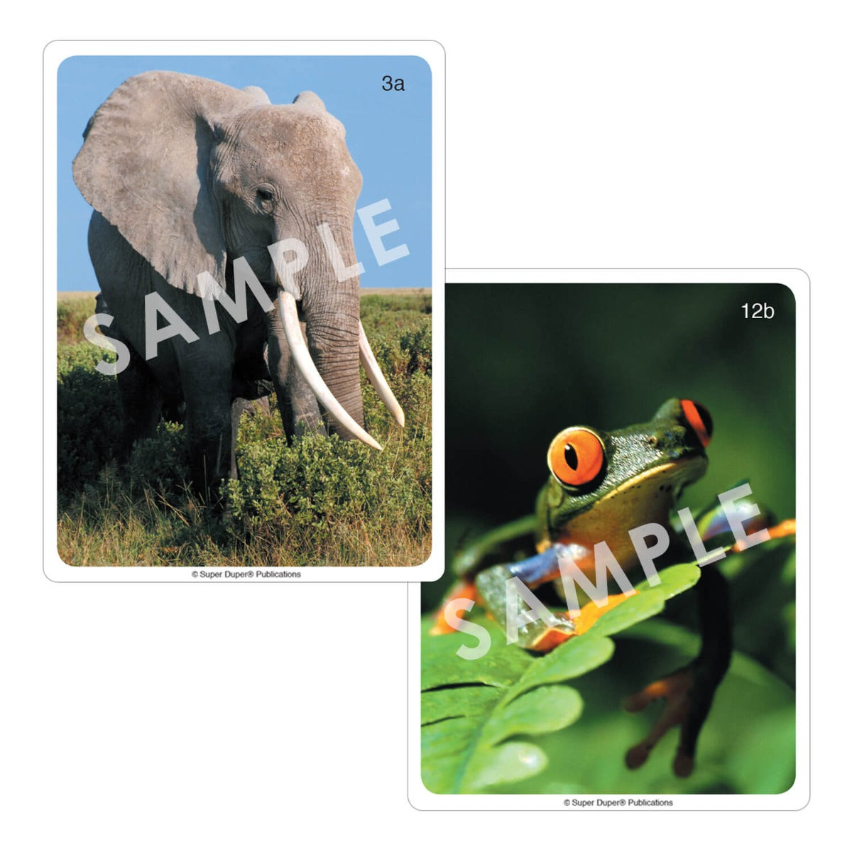 Webber Photo Cards - Animals