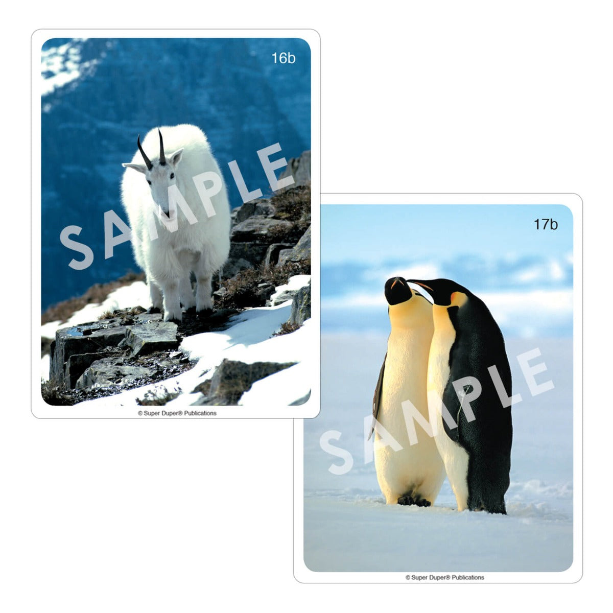 Webber Photo Cards - Animals