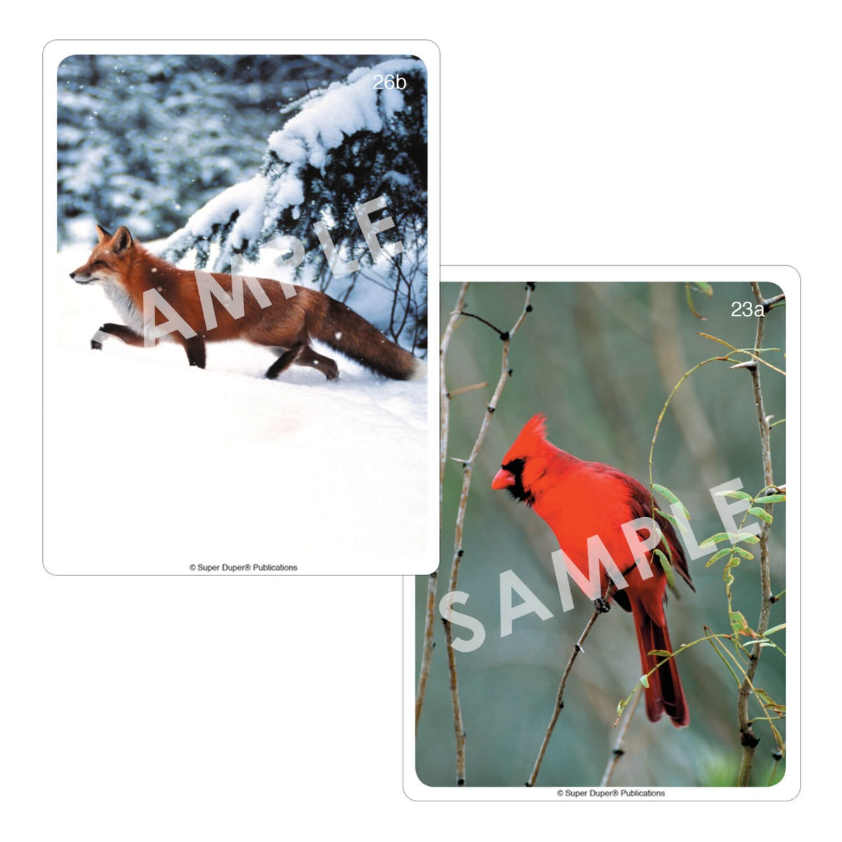Webber Photo Cards - Animals